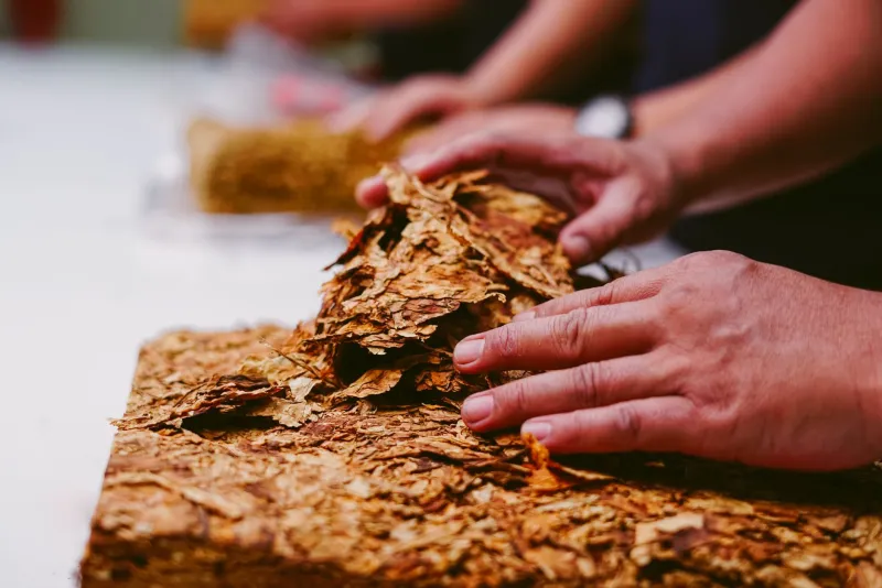 From Seed to Smoke: How Craft Tobacco Blenders Are Borrowing the Farm-to-Table Playbook