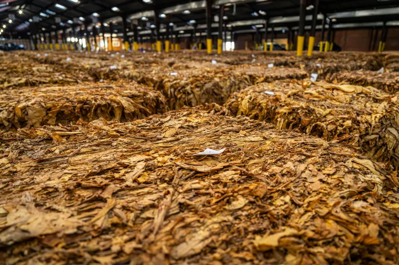 Hit the Road for Tobacco: America's Best Blenderies, Farms, and Factory Stops
